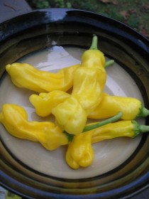 Peter Pepper Yellow - Sárga Fütyi paprika